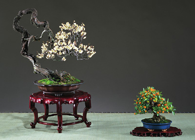 Prunus mume – pěstování a kultivary